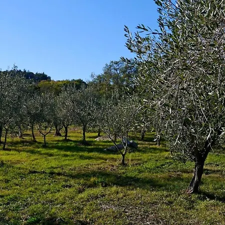 Olivastra Roccastrada